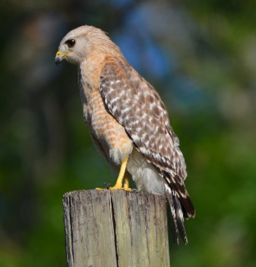 Hawk 34 Photography by Ernest J Bordini PhD all rights reserved